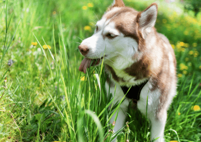 Explaining Dog Behavior: Why Do Dogs Eat Grass?