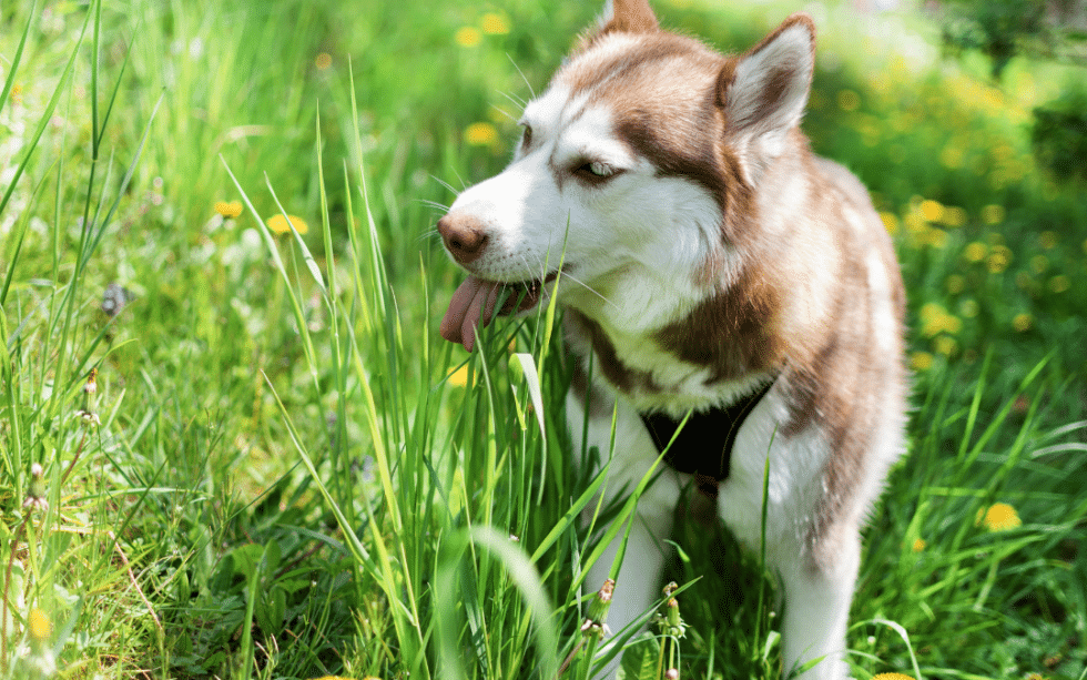 Picture of Explaining Dog Behavior: Why Do Dogs Eat Grass? | Dr. Bill's