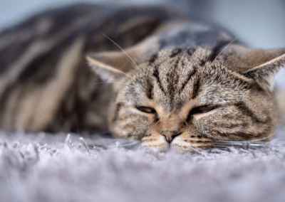 High Feline Bilirubin Levels? Understanding Jaundice in Cats