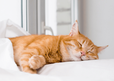 Explaining Cat Behavior: Why Do Cats Sleep So Much?