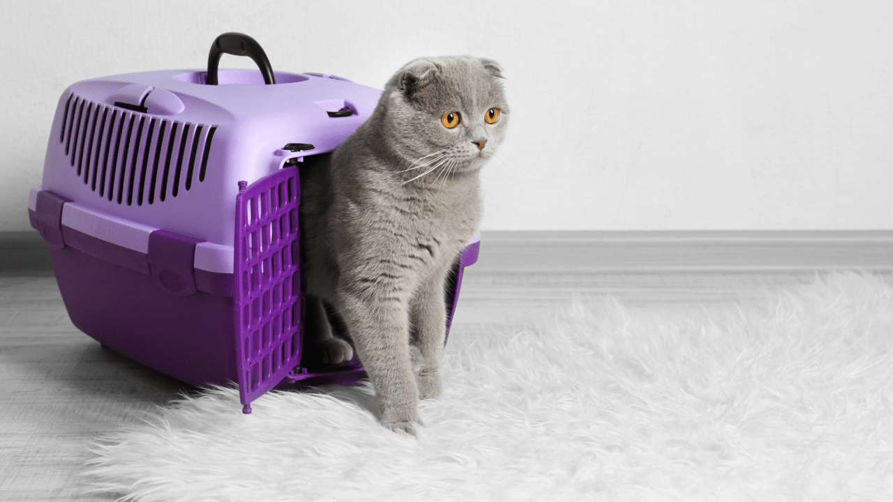 How to introduce cats into a new home dr bills pet nutrition