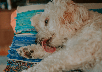 Explaining Dog Behavior: Why Do Dogs Lick Their Paws?