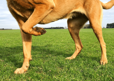 Looking for the Best Hip & Joint Supplement for Your Dog? Search No Further!