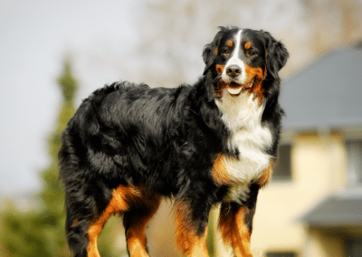 Dog Breed Spotlight: Bernese Mountain Dog