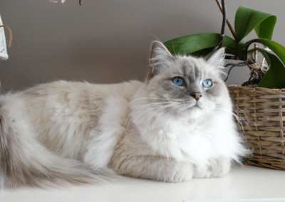 Cat Breed Spotlight: Ragdoll
