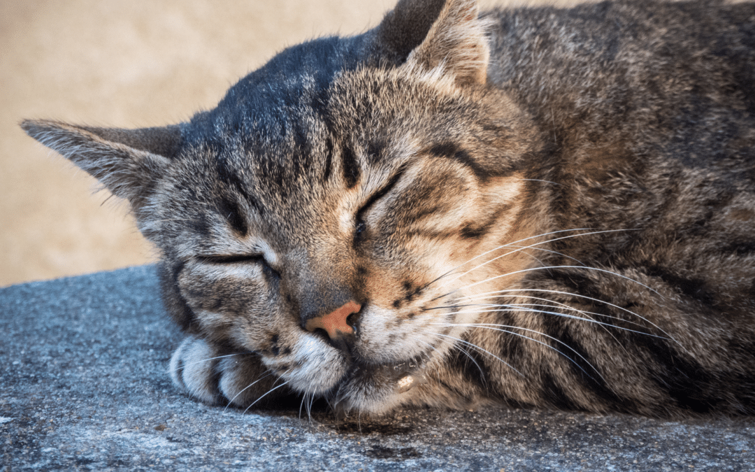 Feline Drool: Why is My Cat Drooling?