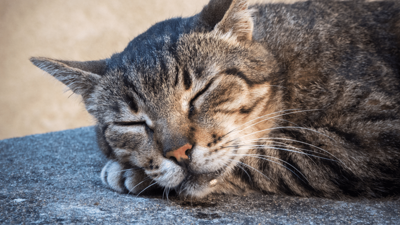Image showcasing Feline Drool: Why is My Cat Drooling? | Dr. Bills Pet Nutrition