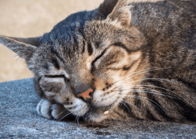 Feline Drool: Why is My Cat Drooling?