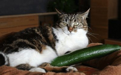 Explaining Cat Behavior: Why Are Cats Afraid of Cucumbers?