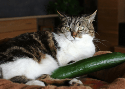 Explaining Cat Behavior: Why Are Cats Afraid of Cucumbers?