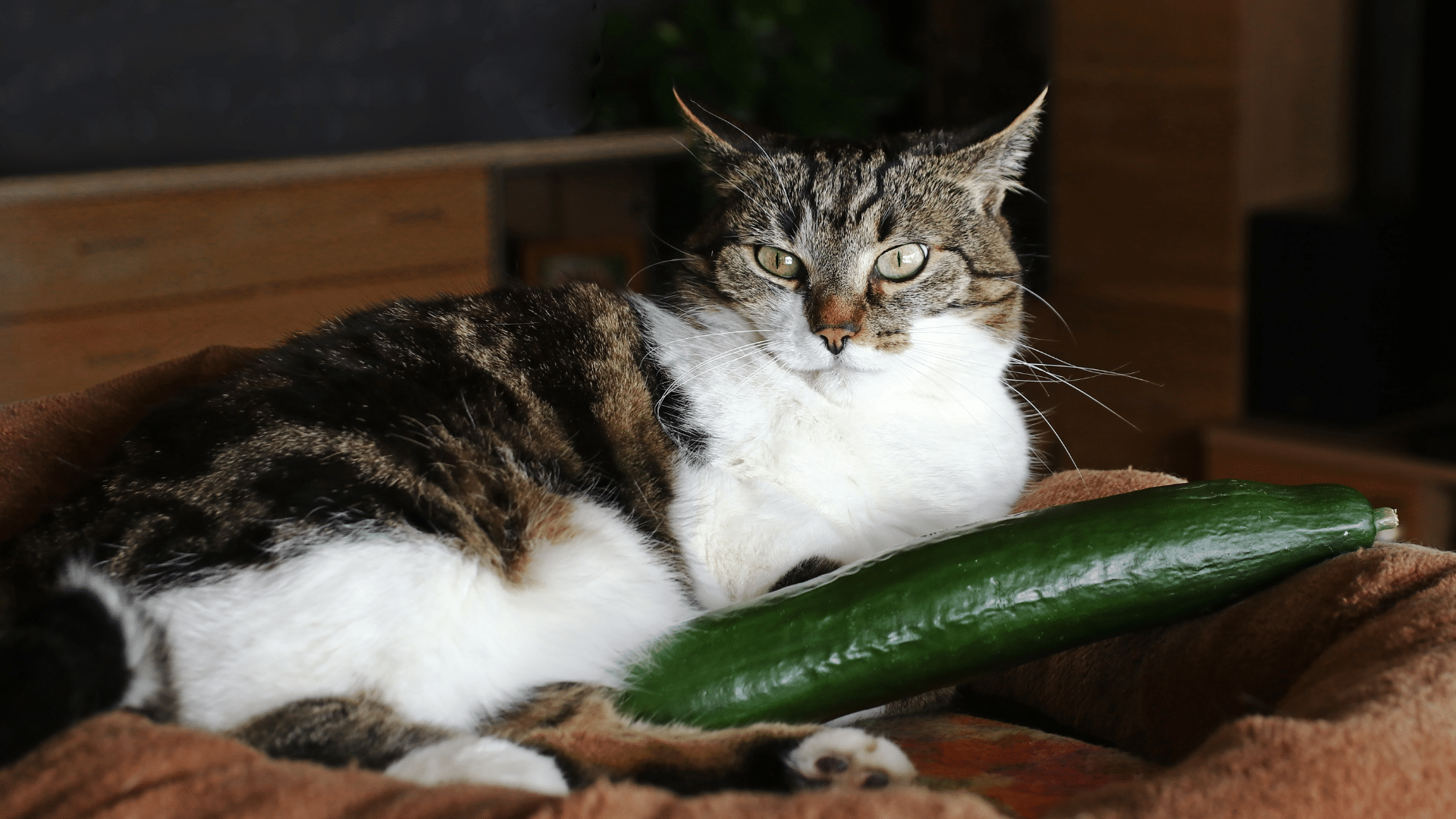 Why are cats afraid of cucumbers