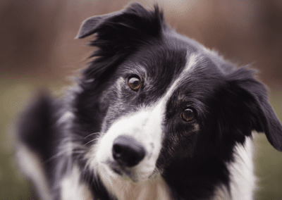 Dog Breed Spotlight: Border Collie