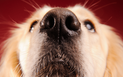 Why Are Dog Noses Wet?