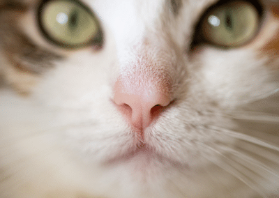 Why Are Cat Noses Wet?