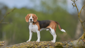 Beagle