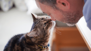 Signs your cat loves you