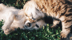 Cats Vs Dog