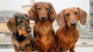 Dachshund