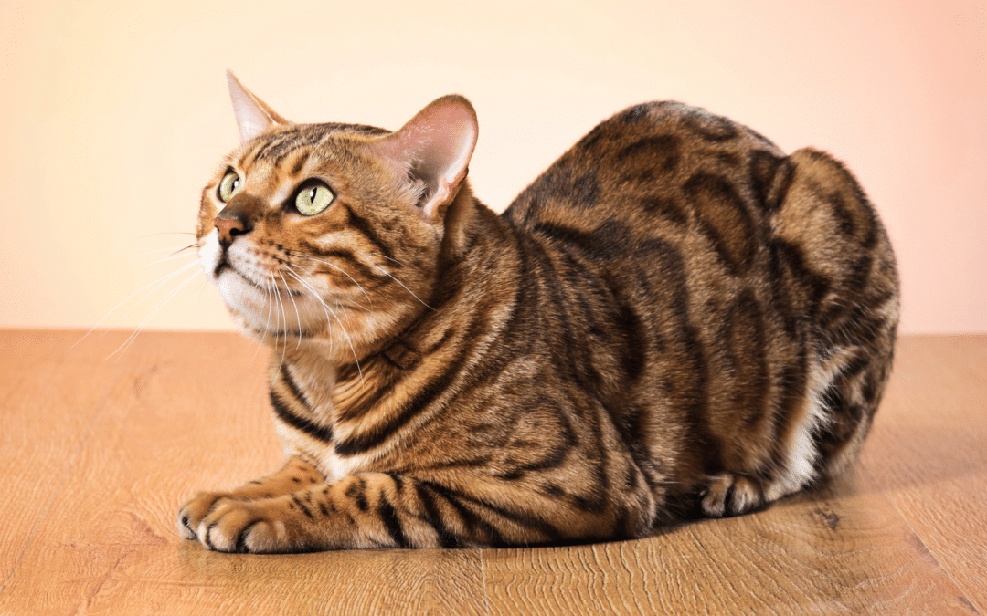 Cat Breed Spotlight: Bengal