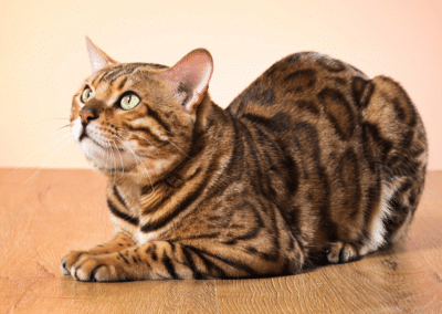 Cat Breed Spotlight: Bengal