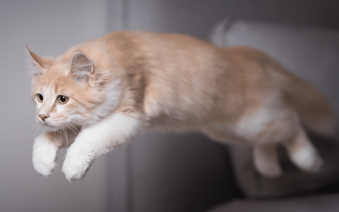Why Do Cats Get the Zoomies?