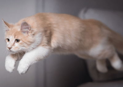Why Do Cats Get the Zoomies?