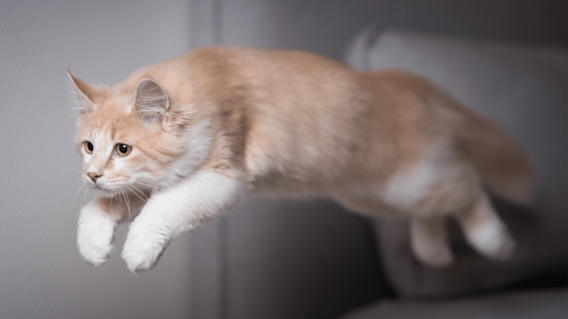 cat zoomies