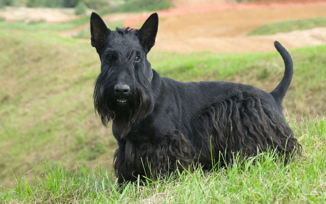 Dog Breed Spotlight: Scottish Terrier