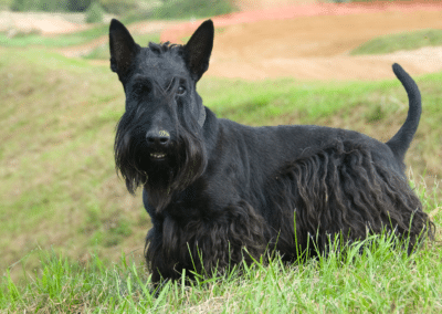 Dog Breed Spotlight: Scottish Terrier