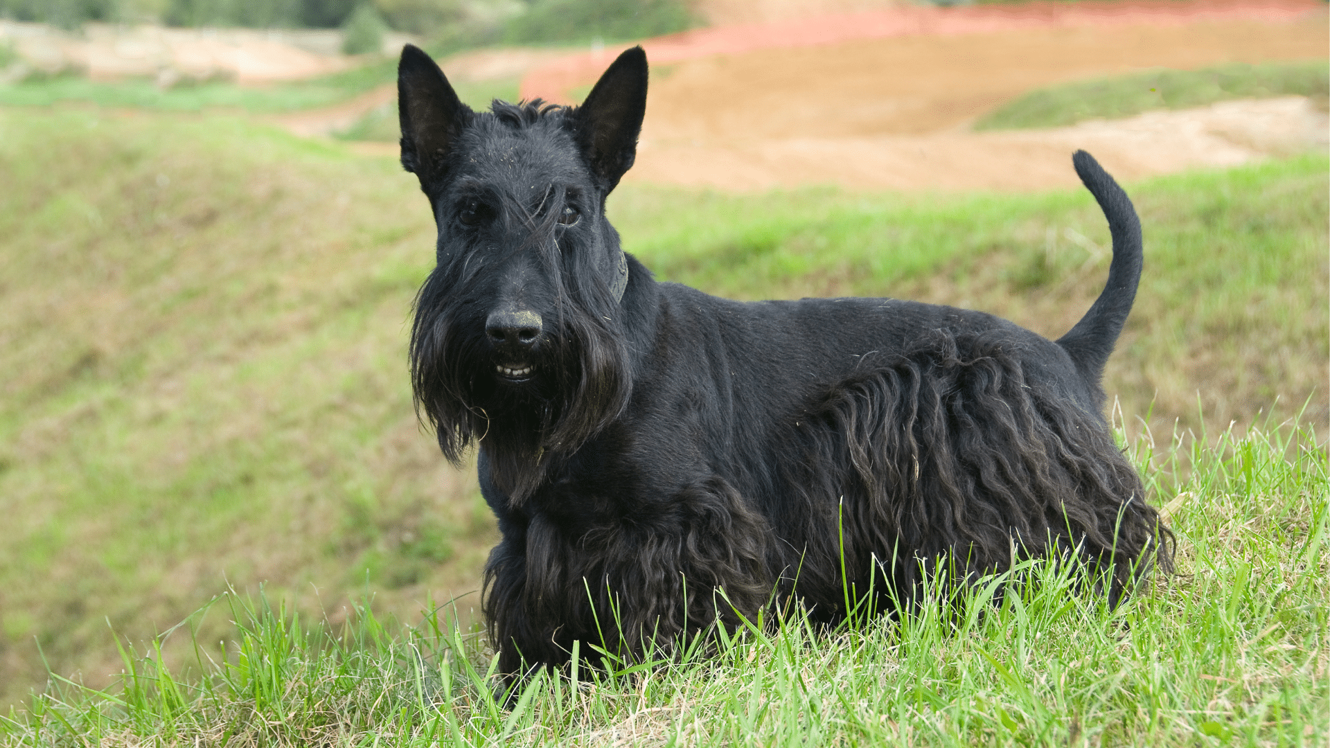 Scottish Terrier