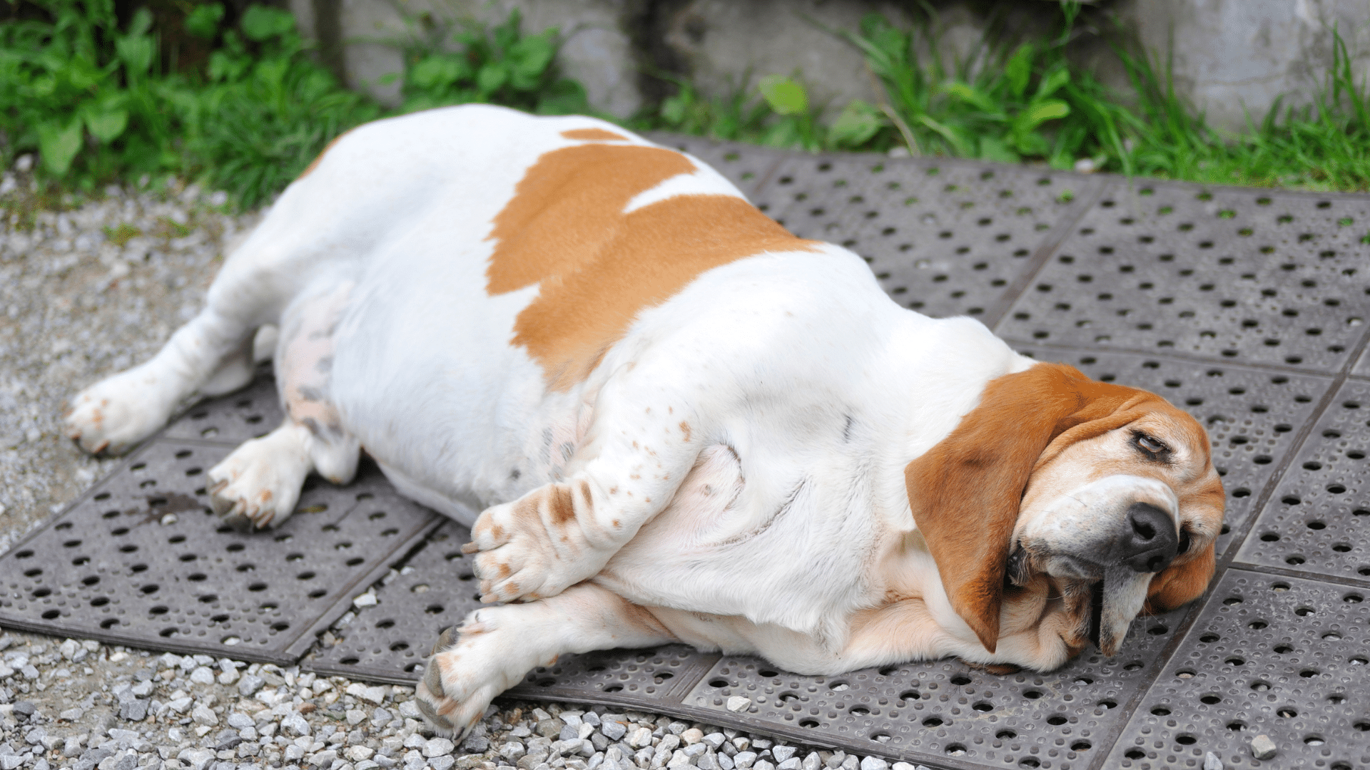 Canine obesity