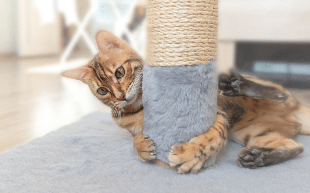 Why Do Cats Scratch? Reasons for This Common Feline Behavior
