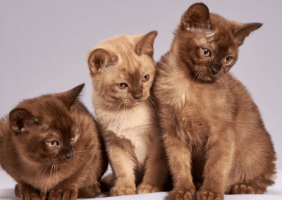 Cat Breed Spotlight: Burmese