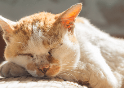 Caring for a Senior Cat: How to Ensure They’re Comfortable in Your Home