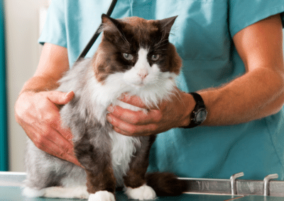 Common Feline Health Issues & How to Prevent Them
