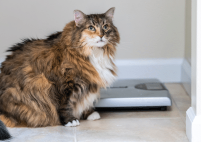 The Impact of Feline Obesity & How to Help Your Cat Lose Weight