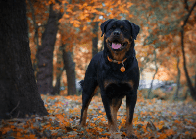 Dog Breed Spotlight: Rottweiler