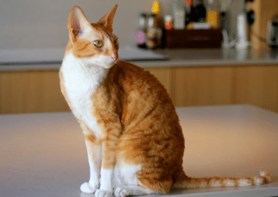 Cat Breed Spotlight: Cornish Rex