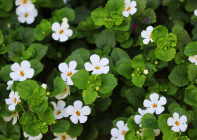 Bacopa Monnieri for Dogs & Cats