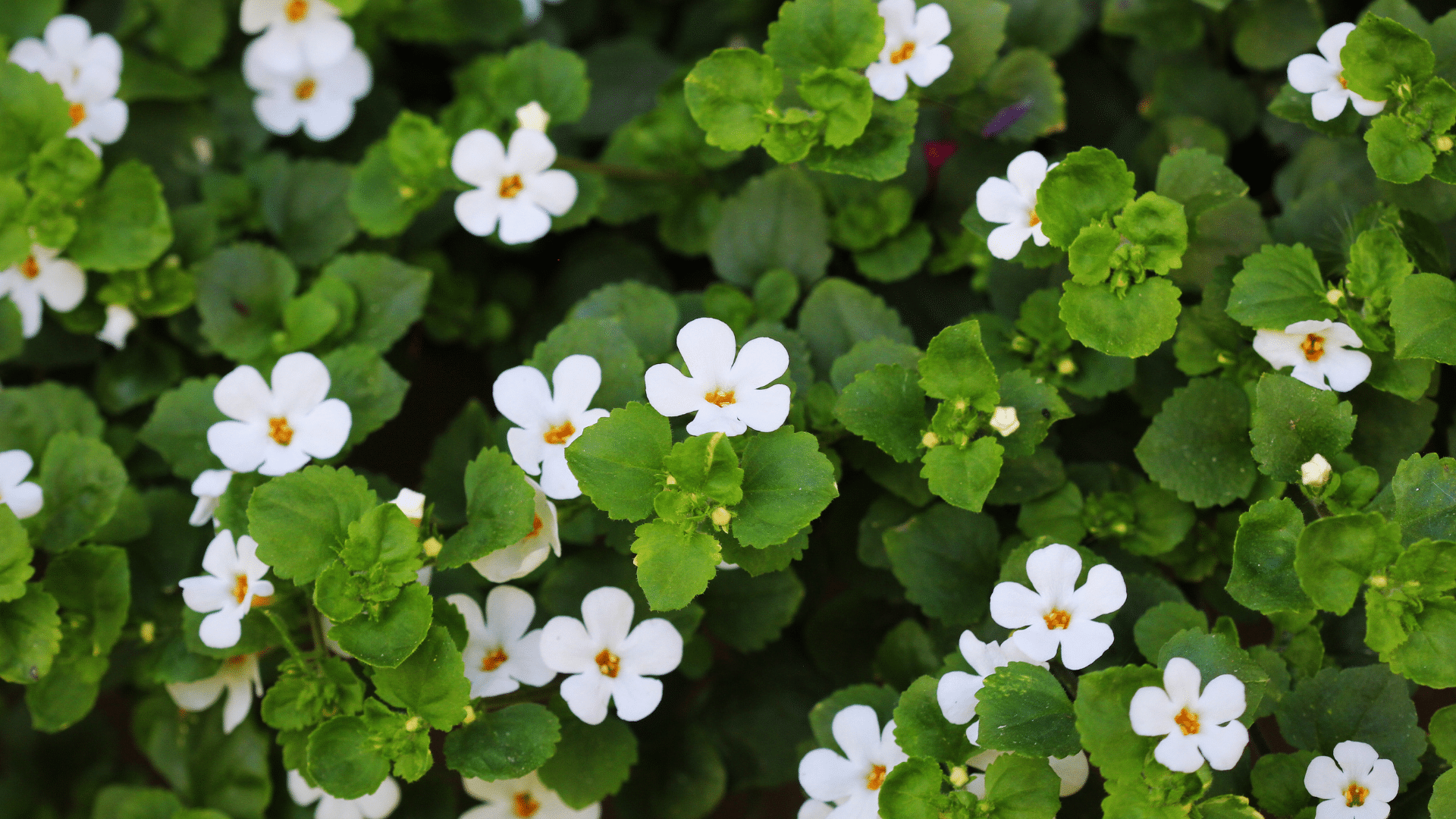 Bacopa monnieri