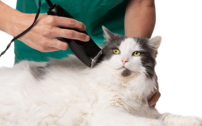 Cat Grooming: A Dr. Bill’s Guide