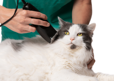 Cat Grooming: A Dr. Bill’s Guide
