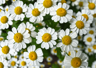 Chamomile for Dogs and Cats