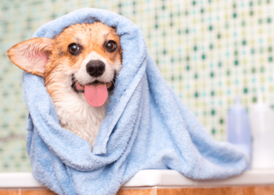 Dog Grooming: A Dr. Bill’s Guide