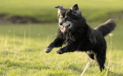 How to Best Care for Your Senior Dog