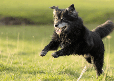 How to Best Care for Your Senior Dog