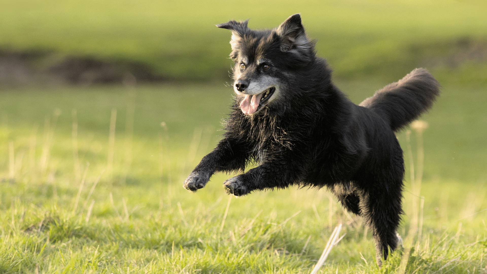 Senior dog care