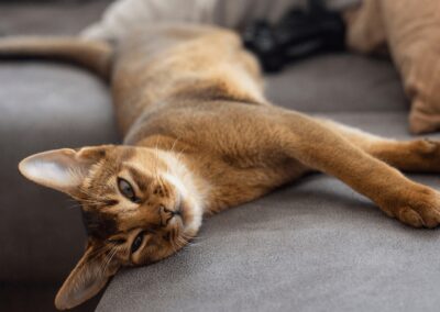 Cat Breed Spotlight: Abyssinian