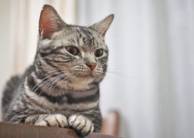 Cat Breed Spotlight: American Shorthair