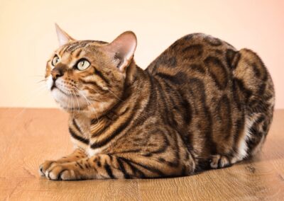 Cat Breed Spotlight: Bengal